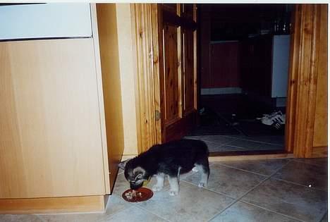 Schæferhund Mulle - Her er hun ved at spise sig stor og stærk som hvalp :P Dengang var hun meget mere mørk billede 10