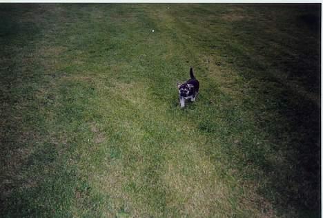 Schæferhund Mulle - Igen som hvalp.. Meget mørk og meget lille billede 11