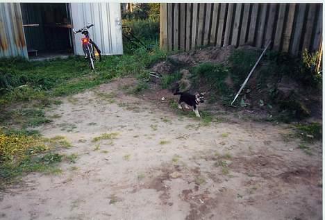 Schæferhund Mulle - Man kan jo næsten ikke finde hende? :) billede 12
