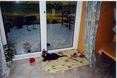 Schæferhund Mulle - Ja i dag fylder hun sgu hele tæppet billede 13