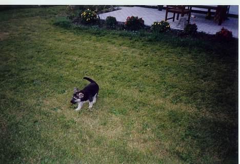 Schæferhund Mulle - På gåtur i den store have billede 14