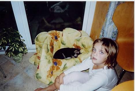 Schæferhund Mulle - Gaab.. Sammen med søster billede 15