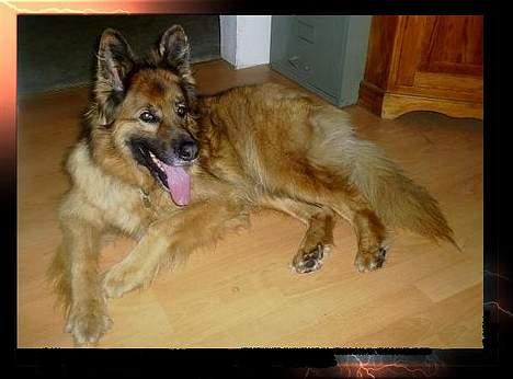 Schæferhund King - Ja her er jeg så.   Håber i tager godt imod mig. billede 1