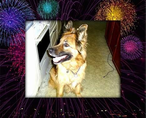 Schæferhund King - Her sidder jeg lige og venter på at flæskestegen bliver færdig. billede 2