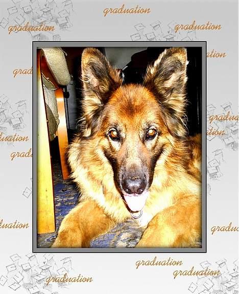 Schæferhund King - Jeg er meget opmærksom. billede 3