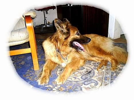 Schæferhund King - Jeg ser lige efter om der sker noget spændende ude i køkkenet. billede 4