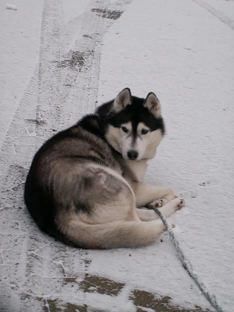 Siberian husky *Alto* - Alto i Januar 2007 ! billede 11