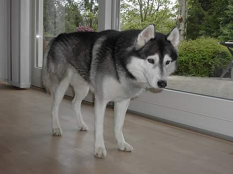 Siberian husky *Alto* - Alto ! billede 12