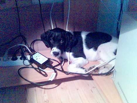 Blanding af racer Qato billede 12