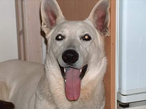 Hvid Schweizisk Hyrdehund paw billede 10