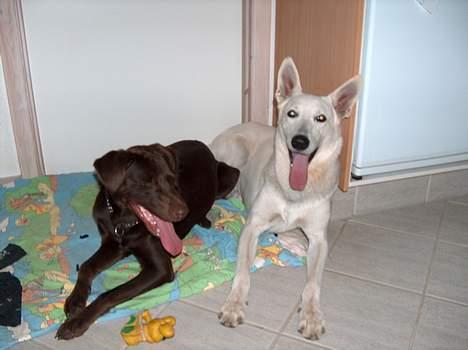 Hvid Schweizisk Hyrdehund paw - her ser i mig om min legekammerat... billede 11