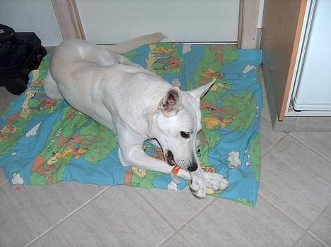 Hvid Schweizisk Hyrdehund paw billede 12