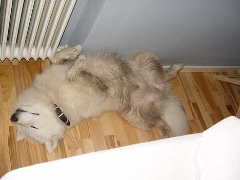 Samojedhund Walther - Pyha...man bliver træt efter en rigtig god tur i hundeskoven billede 16