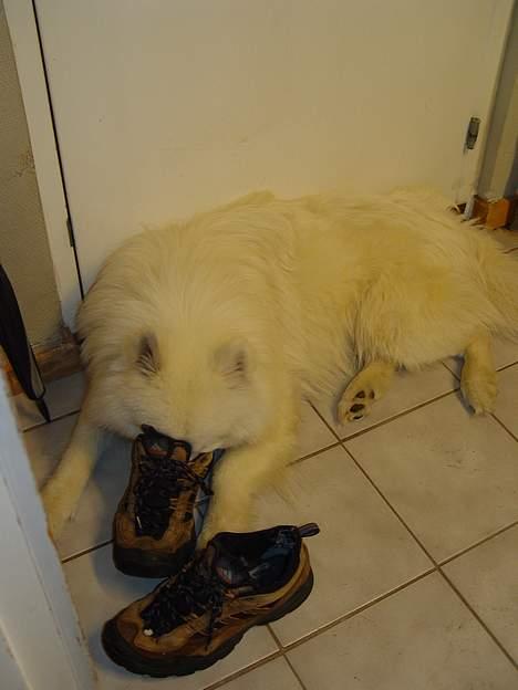 Samojedhund Walther - Hvis jeg gemmer mig her, finder de mig aldrig :-) billede 17