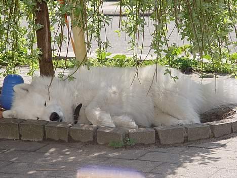 Samojedhund Walther - Ahhh....det er dejligt med lidt skygge billede 18