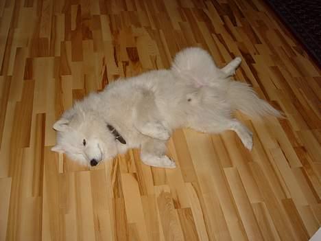 Samojedhund Walther - Kom og kæl mig !!!!!!!!!! billede 19