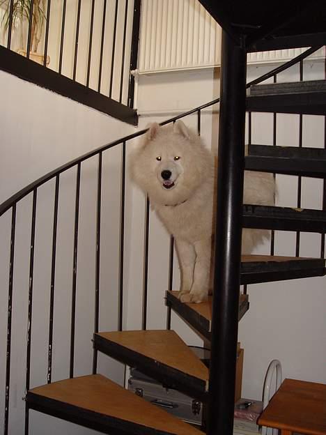 Samojedhund Walther - Hvad laver du mor ? billede 20