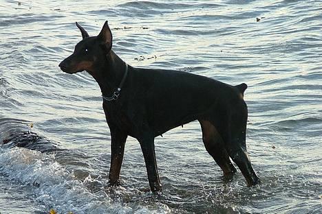 Dobermann Vega (Duna) *omplaceret* - Juli 2005 billede 11