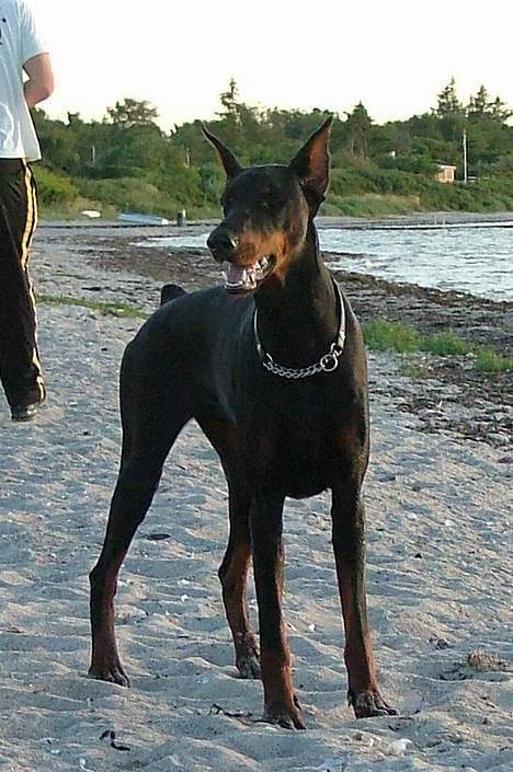 Dobermann Vega (Duna) *omplaceret* - Juli 2005 billede 12