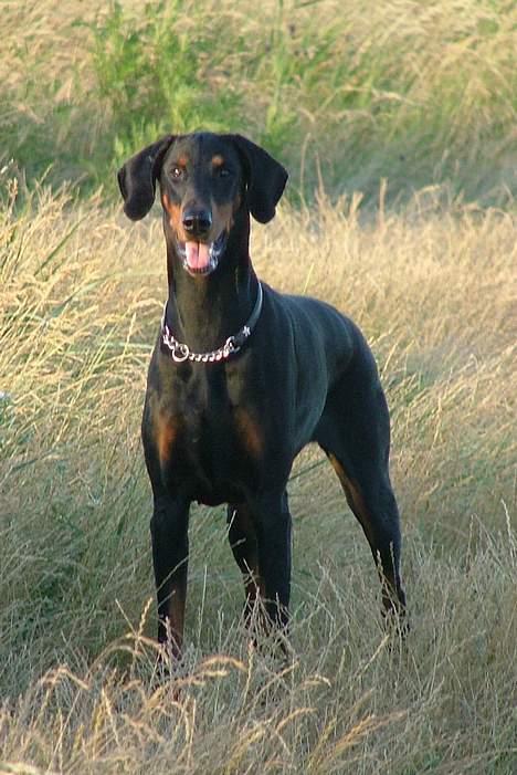 Dobermann Neckelmanns Shiva *RIP* - Juli 2005 billede 11
