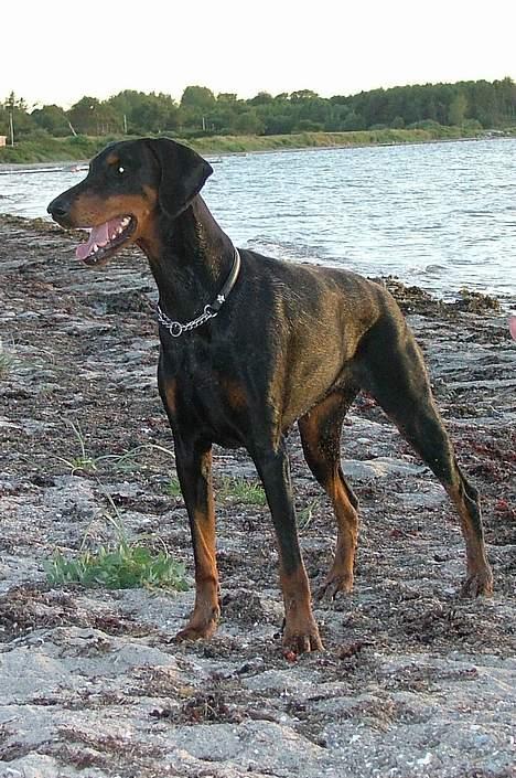 Dobermann Neckelmanns Shiva *RIP* - Juli 2005 billede 12