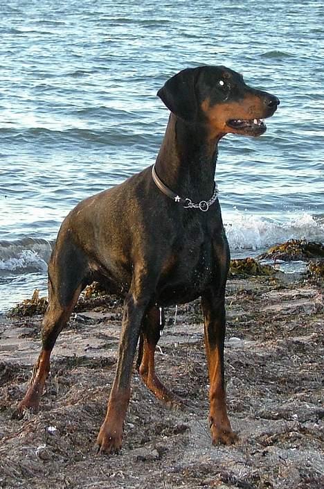 Dobermann Neckelmanns Shiva *RIP* - Juli 2005 billede 13