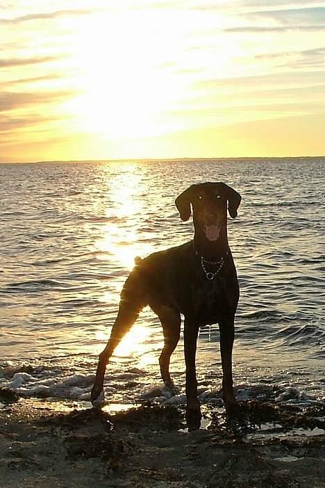 Dobermann Neckelmanns Shiva *RIP* - Juli 2005 billede 14