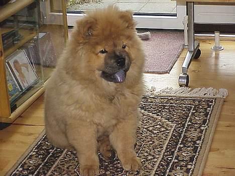 Chow chow tulle - tulle 4 mdr. billede 5