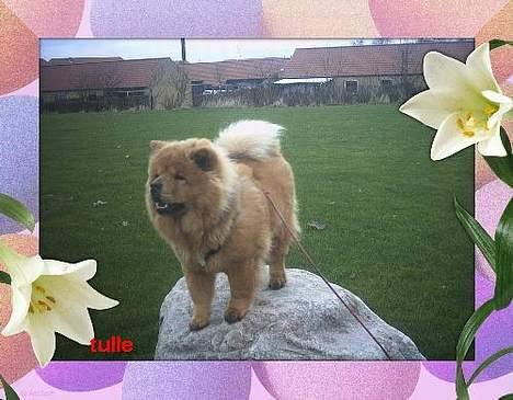 Chow chow tulle - kan sagtens hoppe op på en stor sten. billede 6