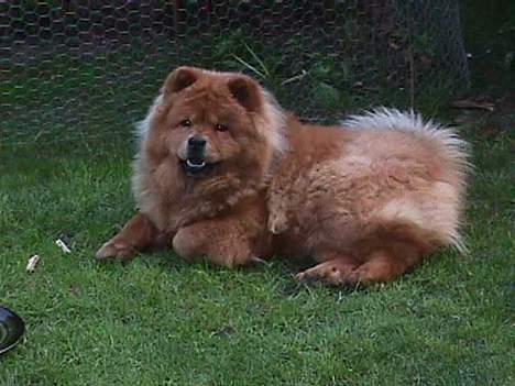 Chow chow tulle billede 7