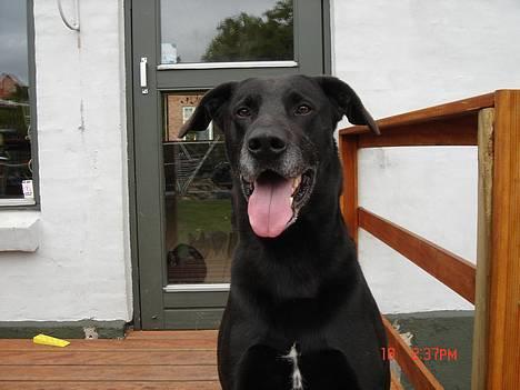 Blanding af racer king R.I.P 2dec 09 - king på terrassen billede 1