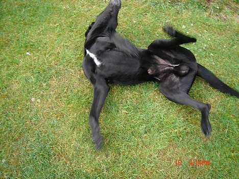 Blanding af racer king R.I.P 2dec 09 - king ruller rundt fjollehoved billede 2