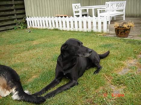 Blanding af racer king R.I.P 2dec 09 - king i haven billede 3