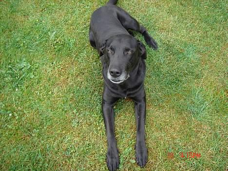 Blanding af racer king R.I.P 2dec 09 billede 4