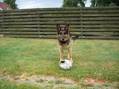 Blanding af racer king R.I.P 2dec 09 - kings hjerteven molly også fars hund billede 5