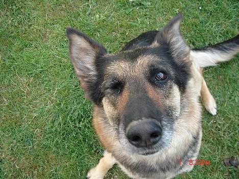 Blanding af racer king R.I.P 2dec 09 - ja molly kan også tricks med øjet hehe billede 6