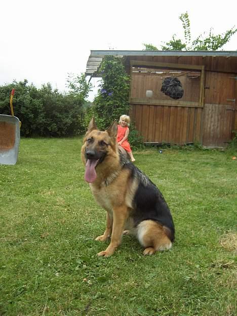Schæferhund Sonto´s Galina (Pensionist ) - Her sidder smukke Galina efter en dejlig leg med Stella billede 7