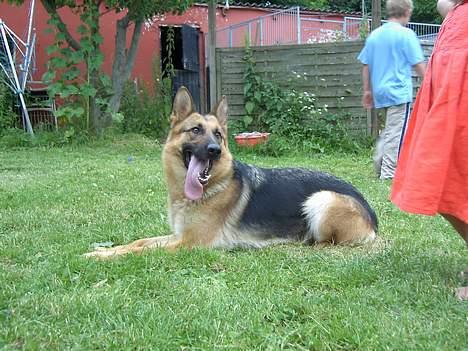 Schæferhund Sonto´s Galina (Pensionist ) - Galina ligger og kigger på børnene som leger billede 8