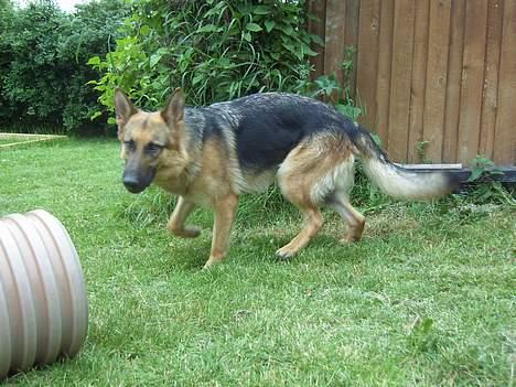 Schæferhund Sonto´s Galina (Pensionist ) - Galina  billede 9