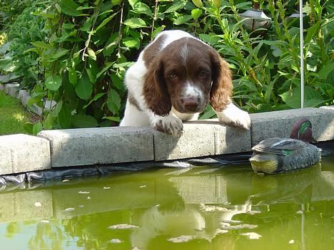 Engelsk springer spaniel mickey - <h1> Mickey <33 billede 1