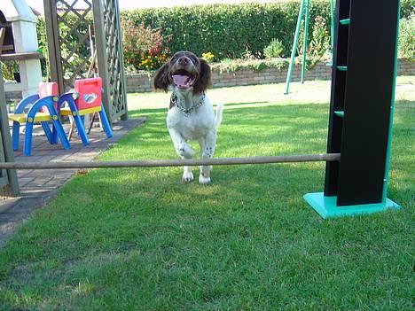 Engelsk springer spaniel mickey - så hoppe den lille mand 10cm billede 3