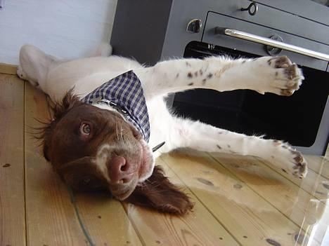 Engelsk springer spaniel mickey billede 4