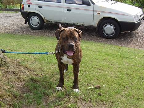 Blanding af racer Mailo  R.I.P. - Bissen Mailo... billede 9