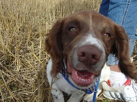 Engelsk springer spaniel mickey - hahaha billede 5