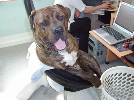 Blanding af racer Mailo  R.I.P. - Ja ja jeg ved det " jeg er jo en klog hund" billede 10