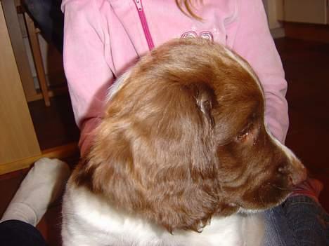 Engelsk springer spaniel mickey billede 6