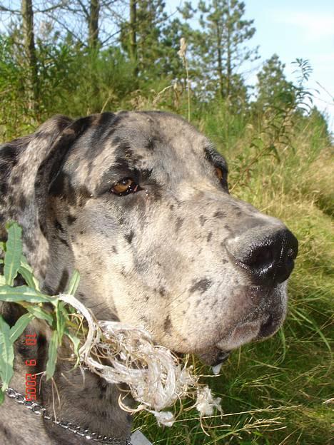 Grand danois Apollo *Savner dig* billede 1