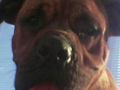 Blanding af racer freya - buller mand tjek  billede 13