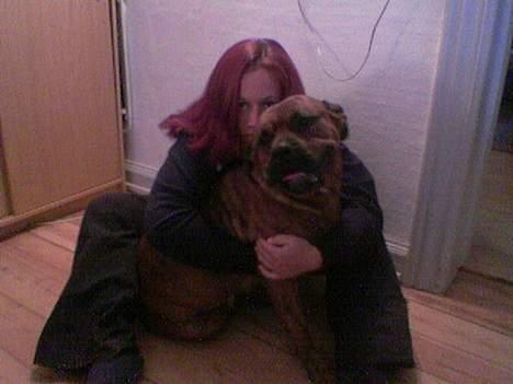 Blanding af racer freya - mors hund og KUN mors hund billede 14