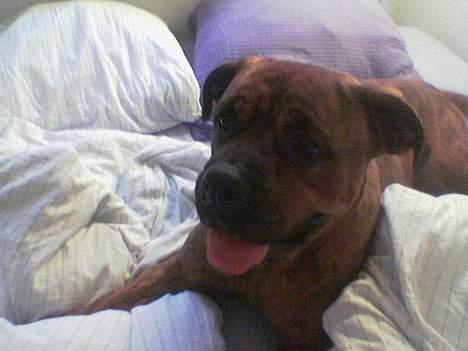 Blanding af racer freya - ihh.. hvor jeg elsker mor og fars seng :o) billede 15